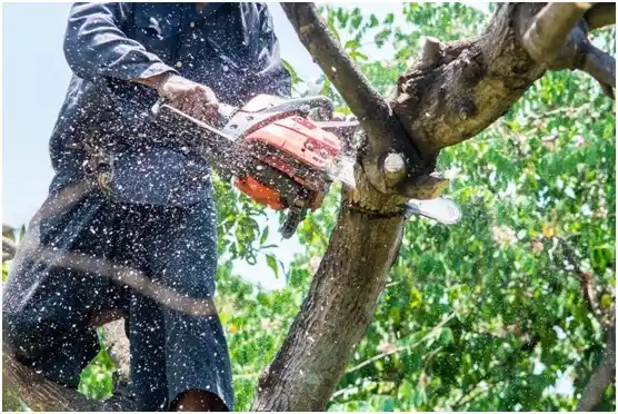 tree services Clear Lake Shores